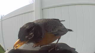 american robin