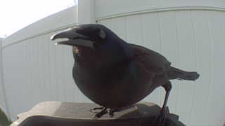 american crow