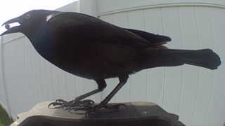common grackle