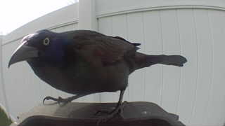 common grackle