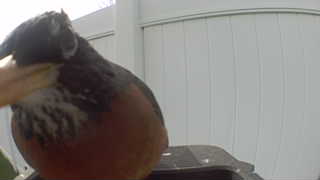 american robin