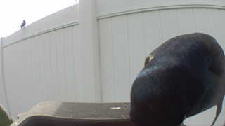 common grackle