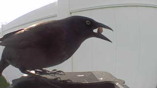 common grackle