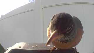 american robin
