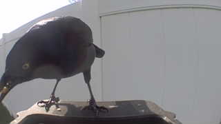common grackle