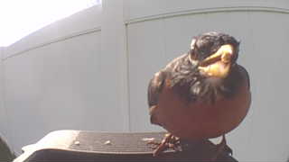 american robin