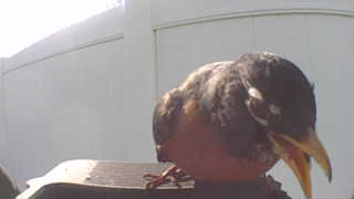 american robin
