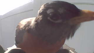 american robin