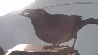 european starling