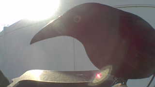 common raven