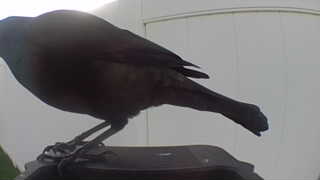 american crow