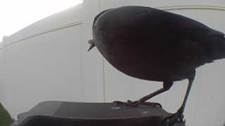 rock pigeon