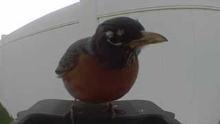 american robin