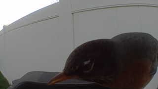 american robin