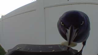 common grackle