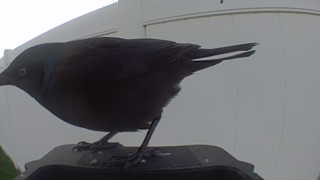 brewer's blackbird