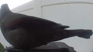 european starling