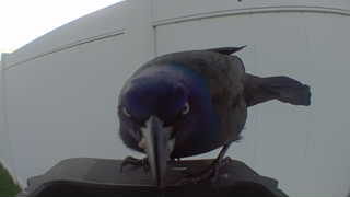common grackle