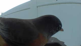 american robin