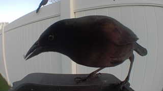 common grackle
