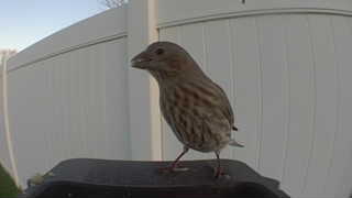 house finch