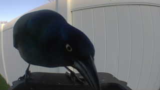common grackle