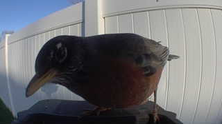 american robin