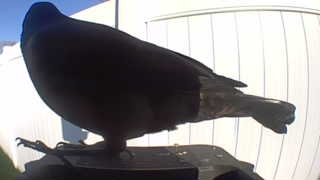 american crow