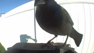 american robin