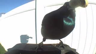 common grackle