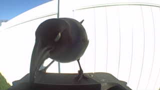 american robin
