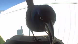 common grackle