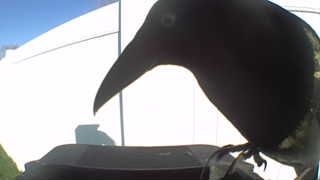 common grackle