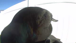 rock pigeon
