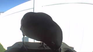 common raven