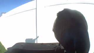 rock pigeon