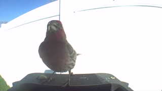 house finch