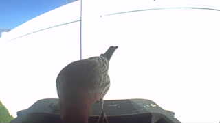mourning dove
