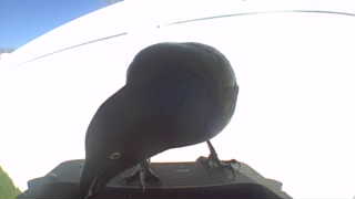 american crow