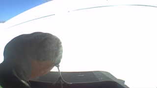 Unidentified clip