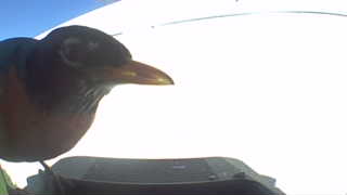 american robin