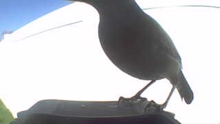 american robin