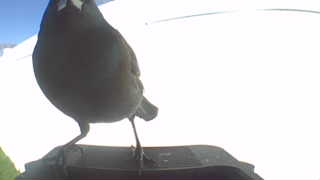 european starling
