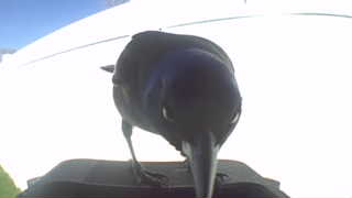 common grackle
