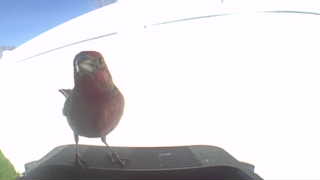 purple finch