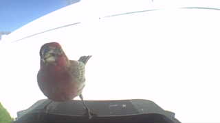 house finch