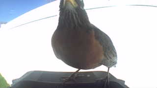 american robin