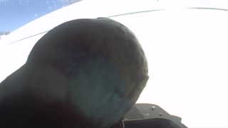 Unidentified clip