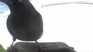 common grackle