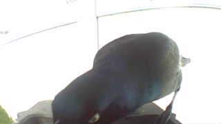 common grackle